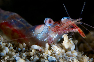 "Eye to eye" . This shrimp was around 2 cm. small. 60mm m... by Rico Besserdich 